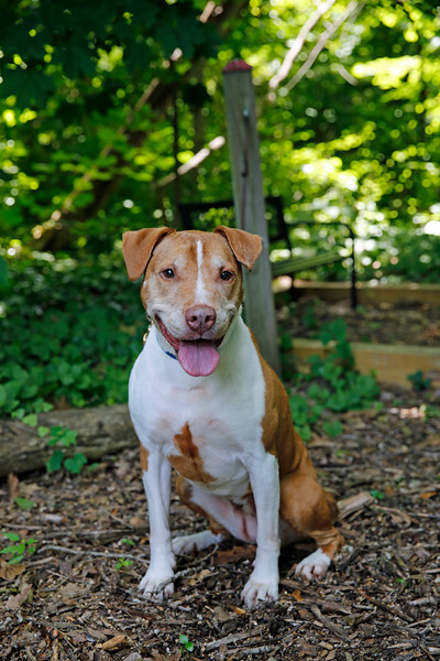 Athena, an adoptable Pit Bull Terrier in Port Washington, NY, 11050 | Photo Image 3