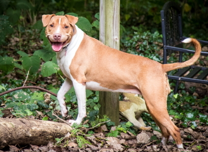 Athena, an adoptable Pit Bull Terrier in Port Washington, NY, 11050 | Photo Image 4