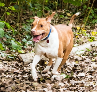 Athena, an adoptable Pit Bull Terrier in Port Washington, NY, 11050 | Photo Image 5