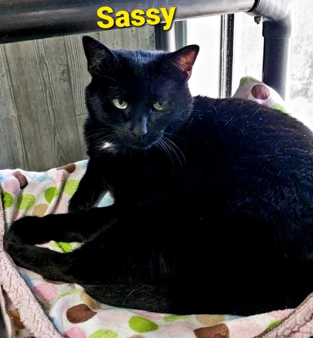 Sassy, an adoptable Domestic Short Hair in Macon, GA, 31220 | Photo Image 1