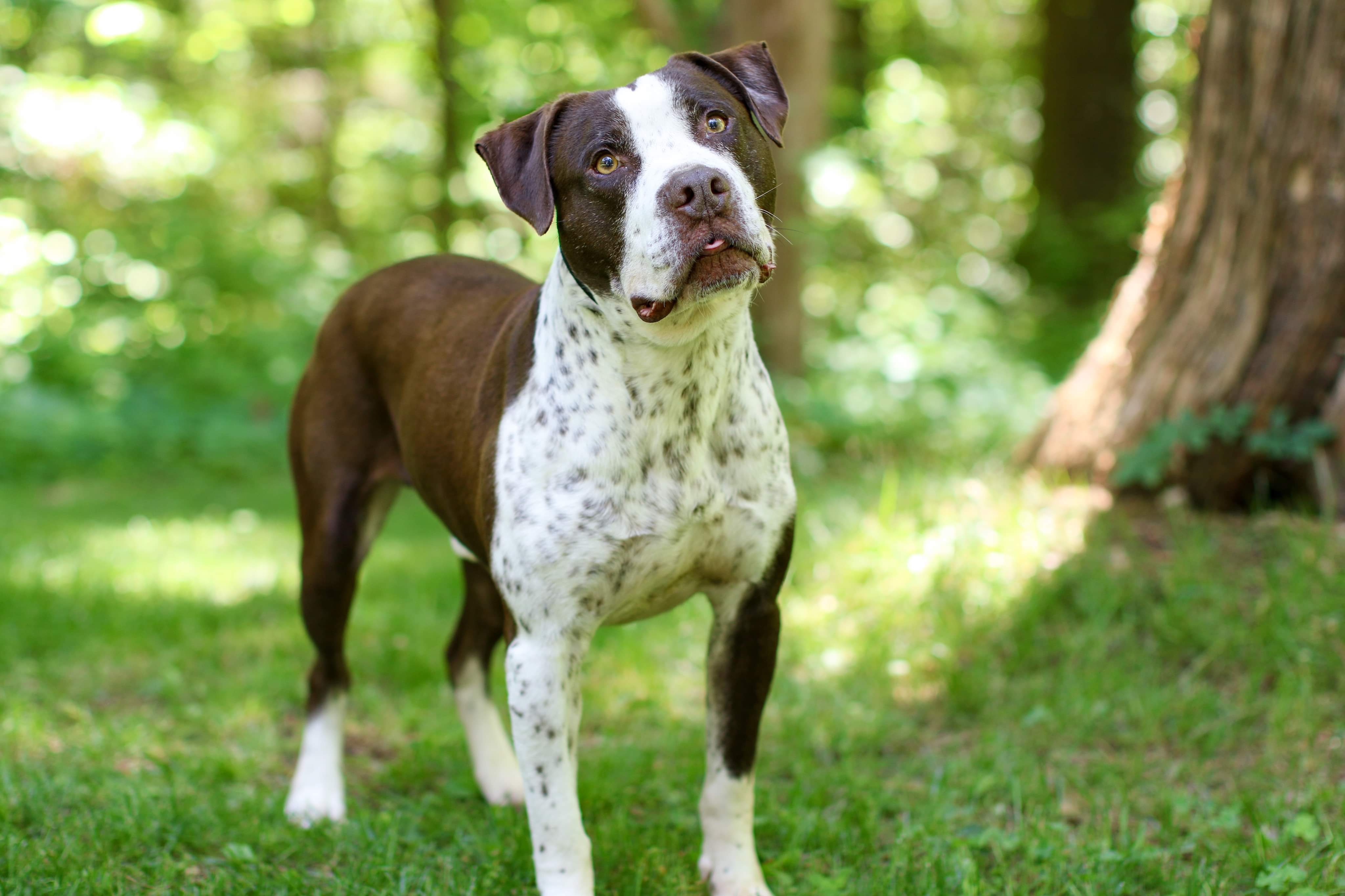 Morrison, an adoptable Pointer, American Staffordshire Terrier in Charlotte, NC, 28215 | Photo Image 2