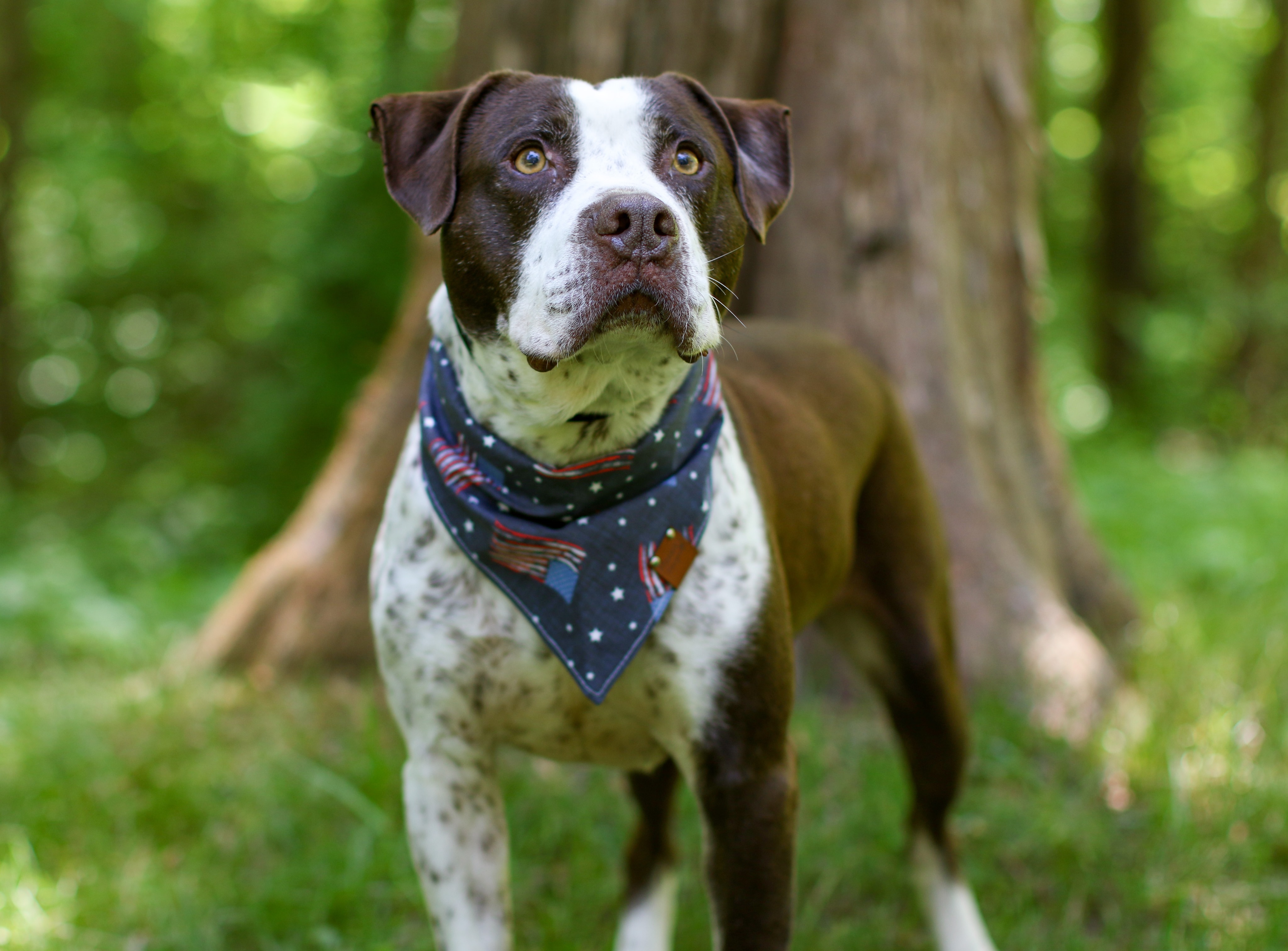 Morrison, an adoptable Pointer, American Staffordshire Terrier in Charlotte, NC, 28215 | Photo Image 3