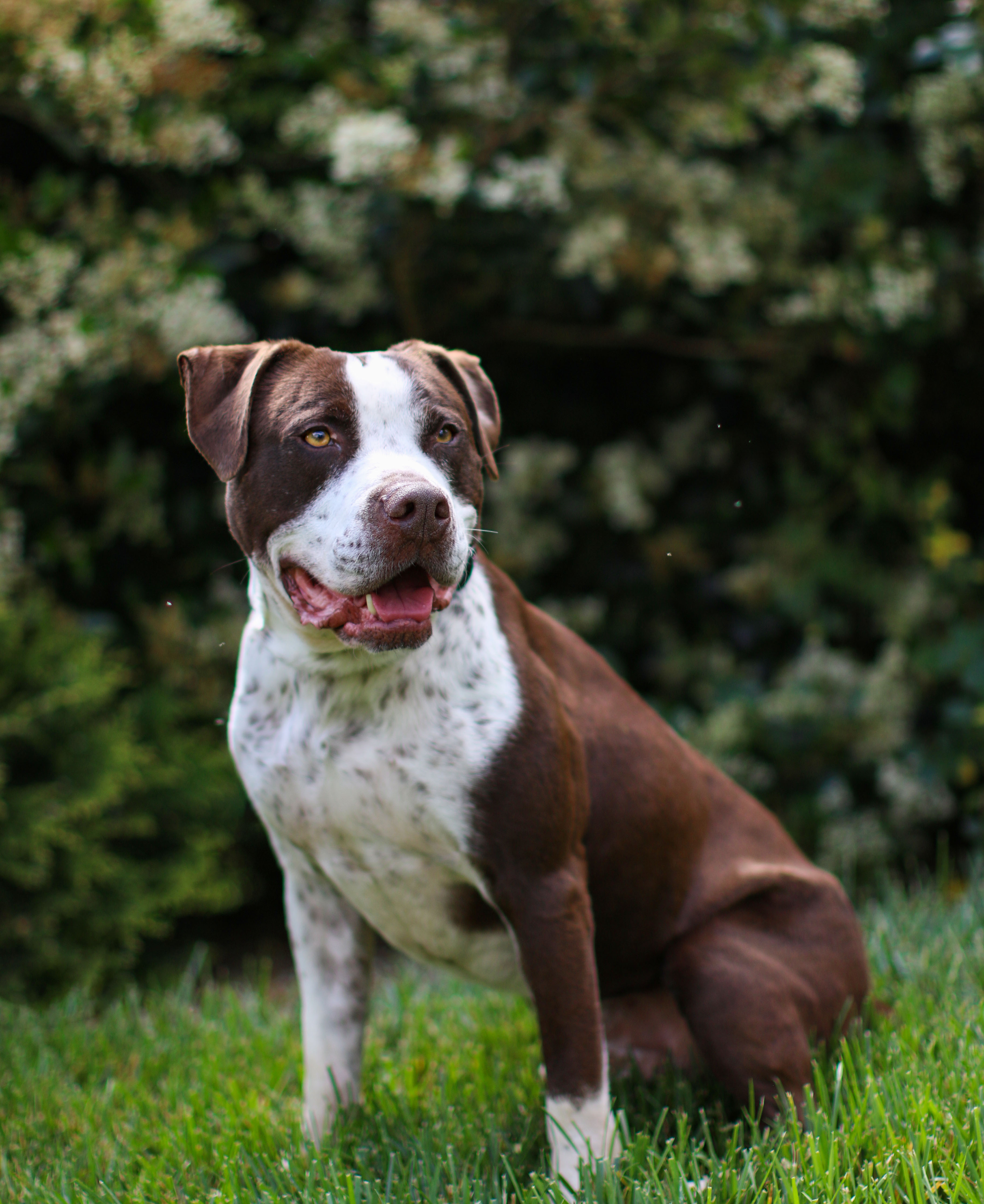 Morrison, an adoptable Pointer, American Staffordshire Terrier in Charlotte, NC, 28215 | Photo Image 4