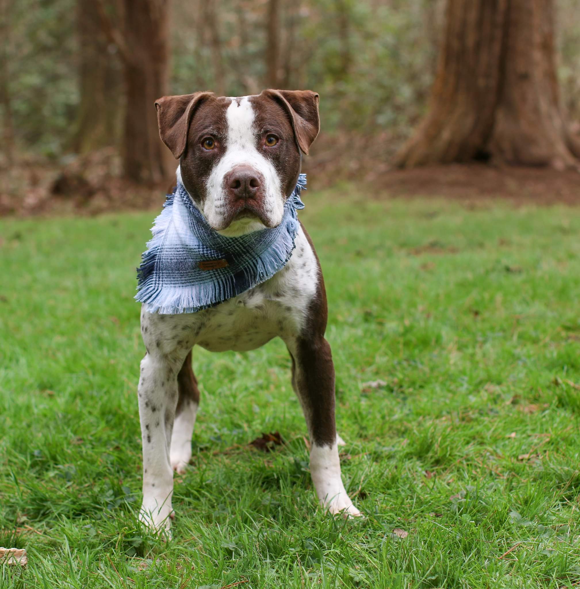 Morrison, an adoptable Pointer, American Staffordshire Terrier in Charlotte, NC, 28215 | Photo Image 1