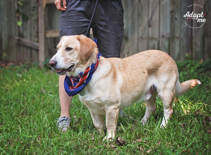 Buddyman, an adopted Labrador Retriever & Basset Hound Mix in Kingwood, TX_image-2