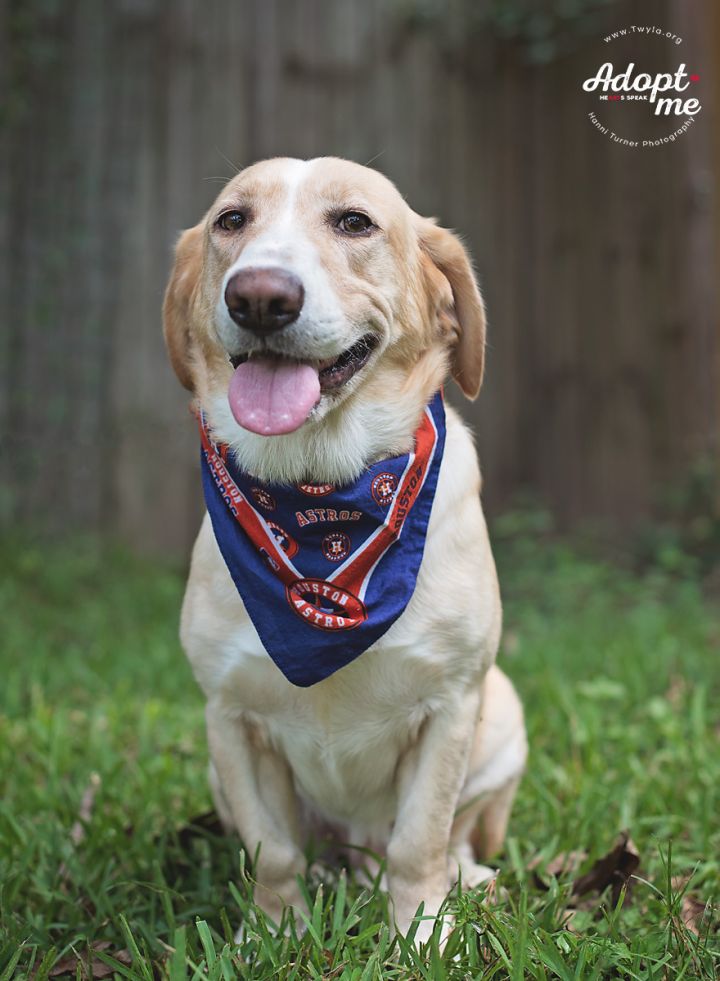 Buddyman, an adopted Labrador Retriever & Basset Hound Mix in Kingwood, TX_image-3