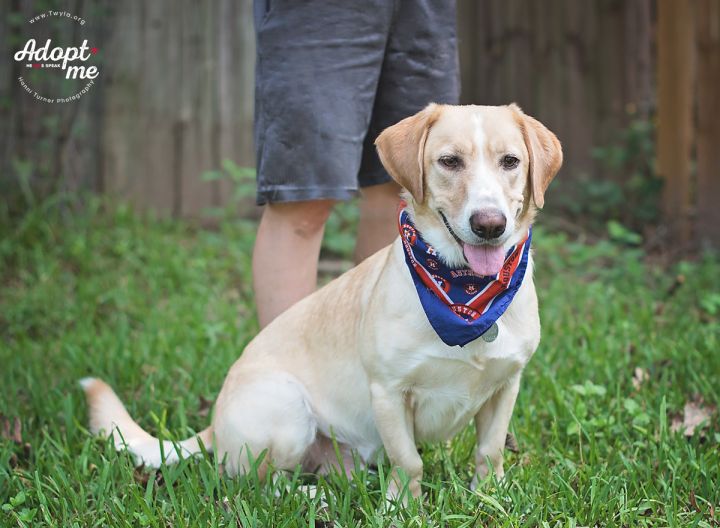 Buddyman, an adopted Labrador Retriever & Basset Hound Mix in Kingwood, TX_image-4