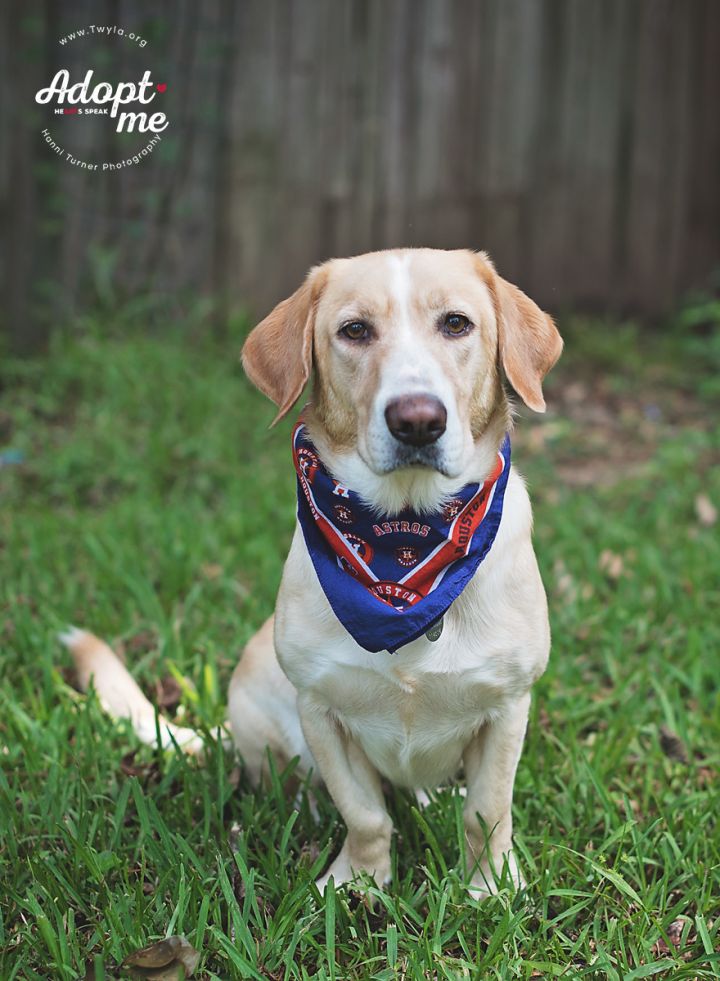Buddyman, an adopted Labrador Retriever & Basset Hound Mix in Kingwood, TX_image-1