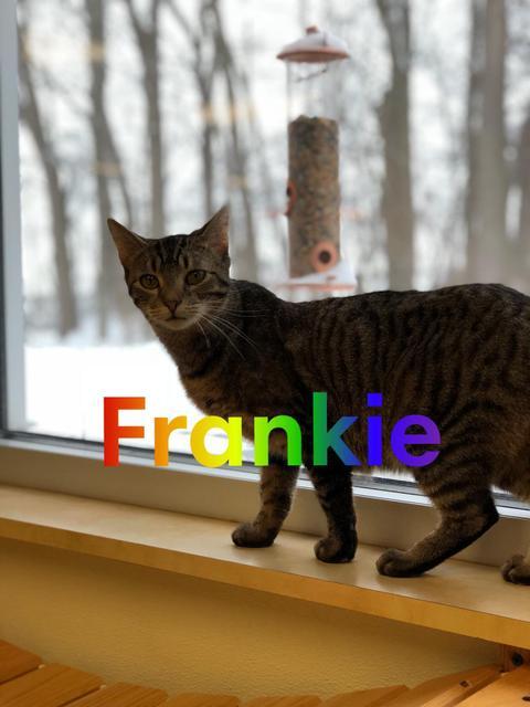 Frankie - colony cat!