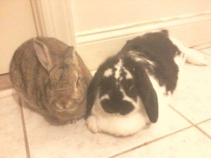 Meet Lady Patches  her husbun Leon They are a medium sized bonded pair Leon 