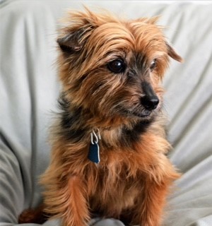BENNIE in ILLINOIS, an adopted Yorkshire Terrier in Villa Park, IL_image-1