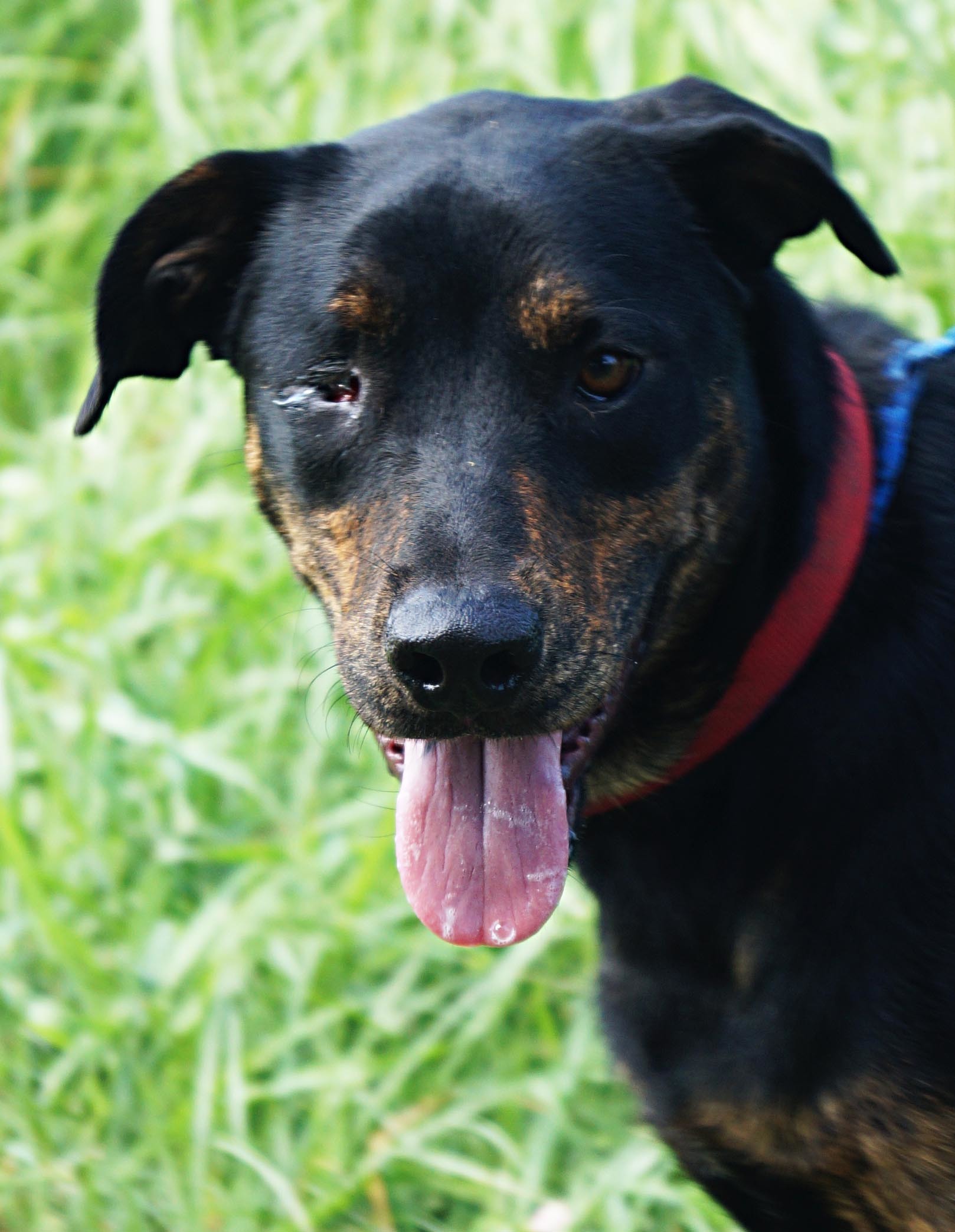 Calypso, an adoptable Rottweiler in Henrietta, TX, 76365 | Photo Image 1