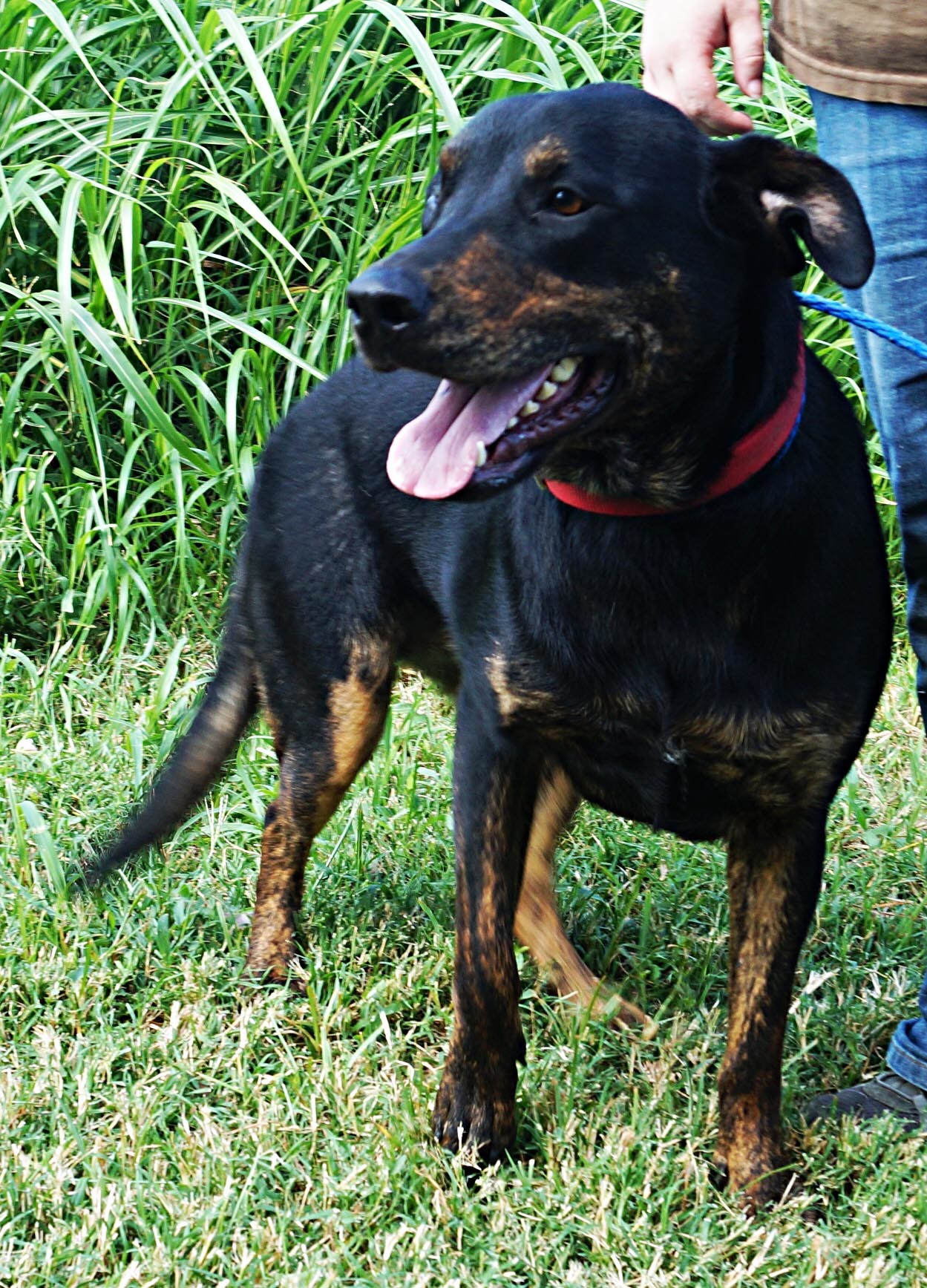 Calypso, an adoptable Rottweiler in Henrietta, TX, 76365 | Photo Image 2