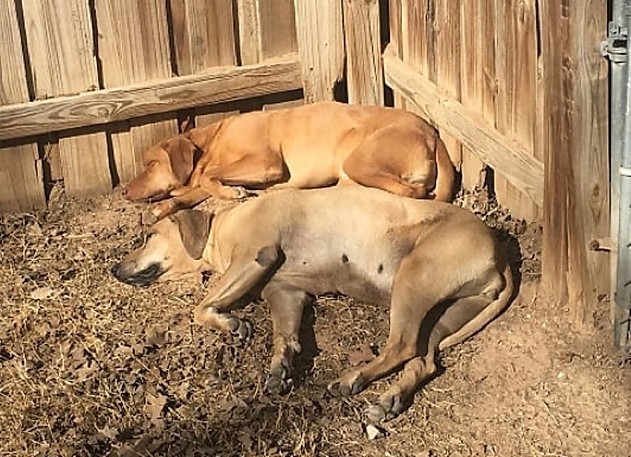 Vizsla rhodesian hot sale ridgeback