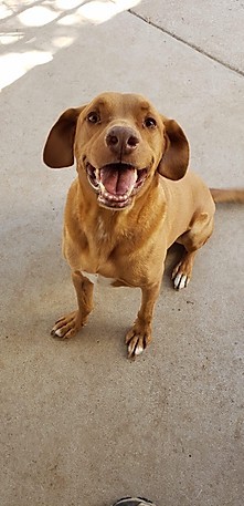 Rhodesian ridgeback cheap vizsla mix