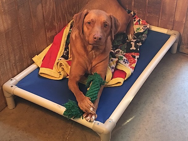 rhodesian ridgeback lab mix puppy