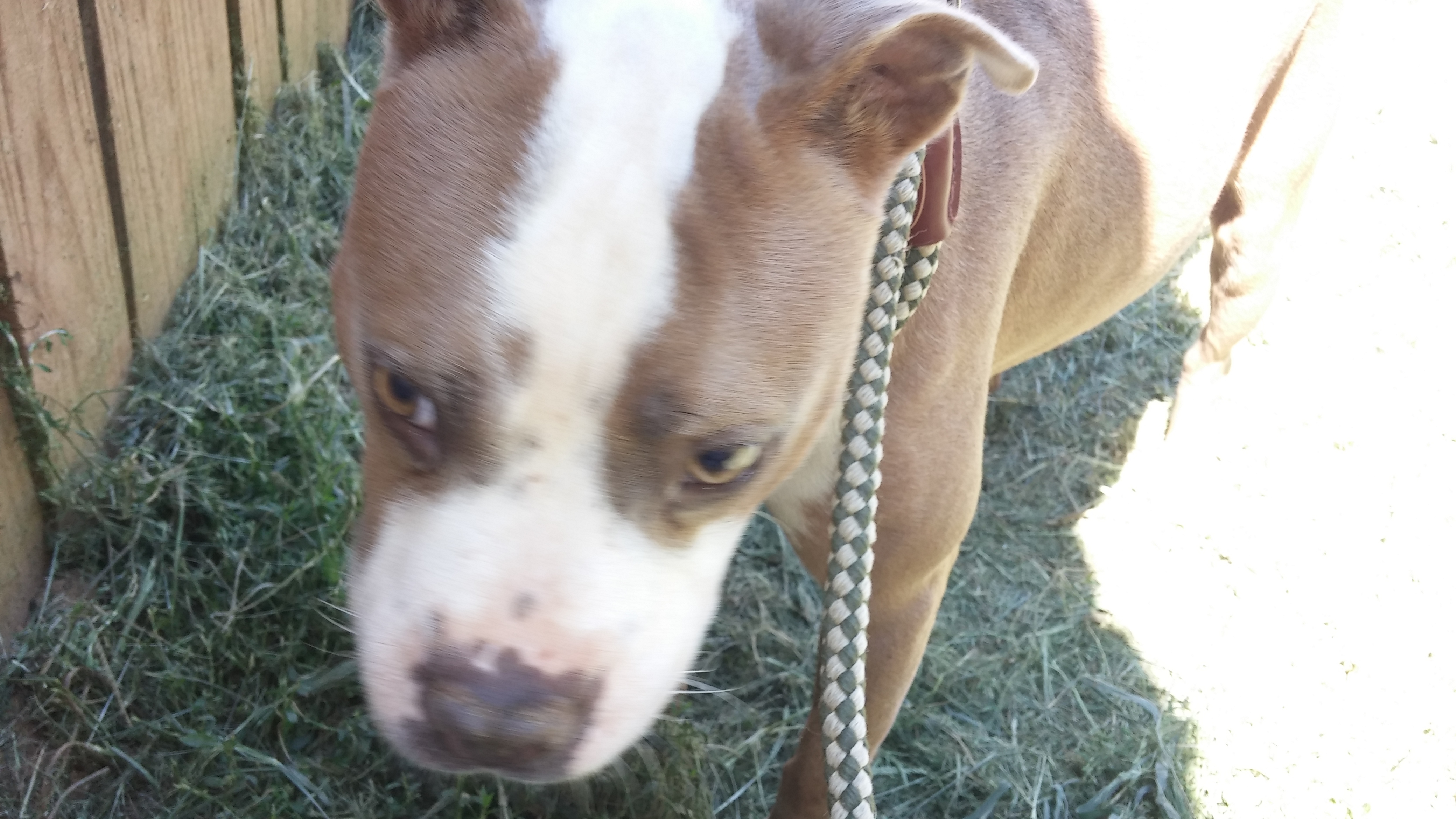 Henry (Blind)  Senior. ONLY DOG, an adoptable Pit Bull Terrier in Beaverdam, VA, 23015 | Photo Image 1