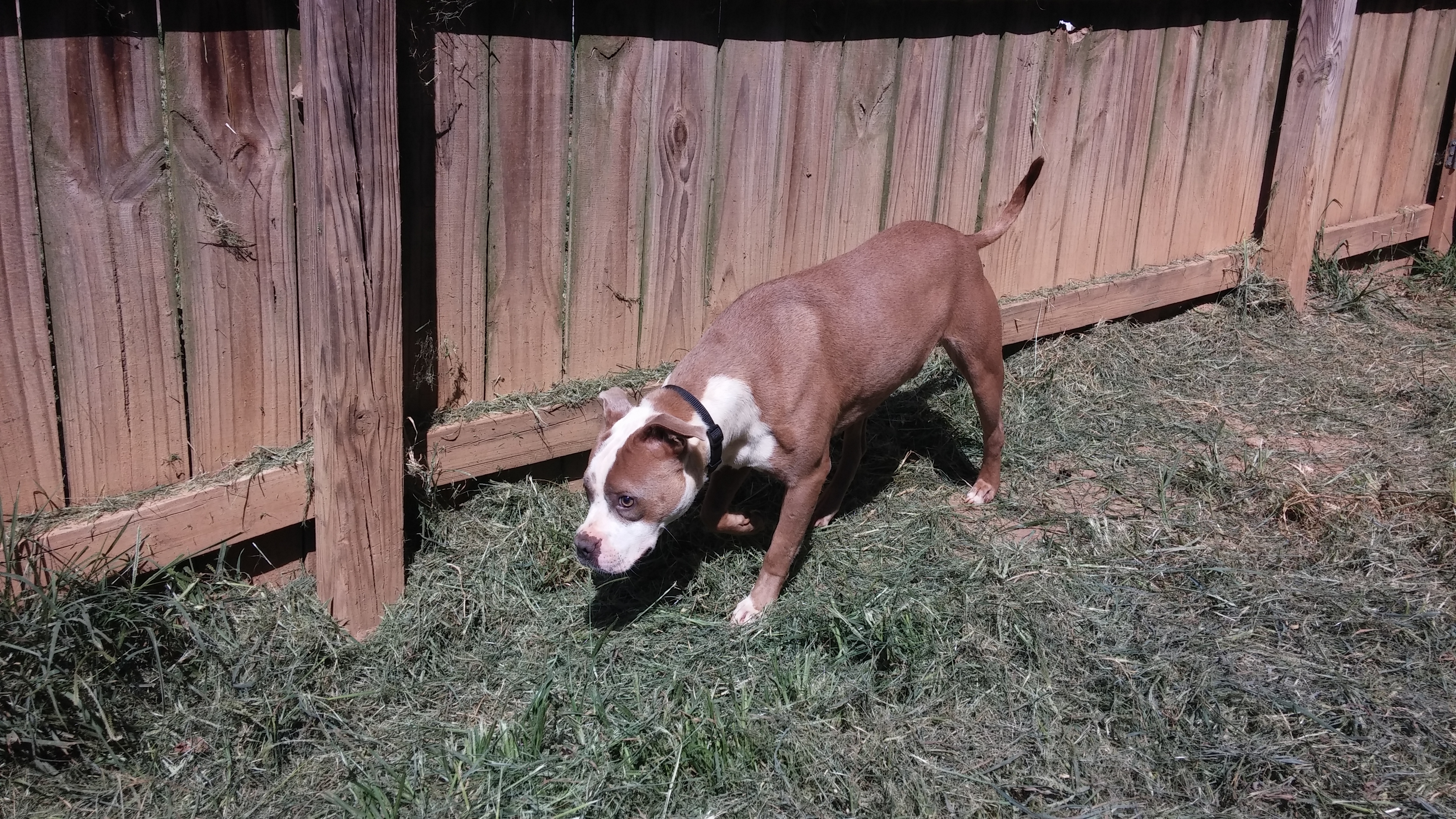 Henry (Blind)  Senior. ONLY DOG, an adoptable Pit Bull Terrier in Beaverdam, VA, 23015 | Photo Image 2