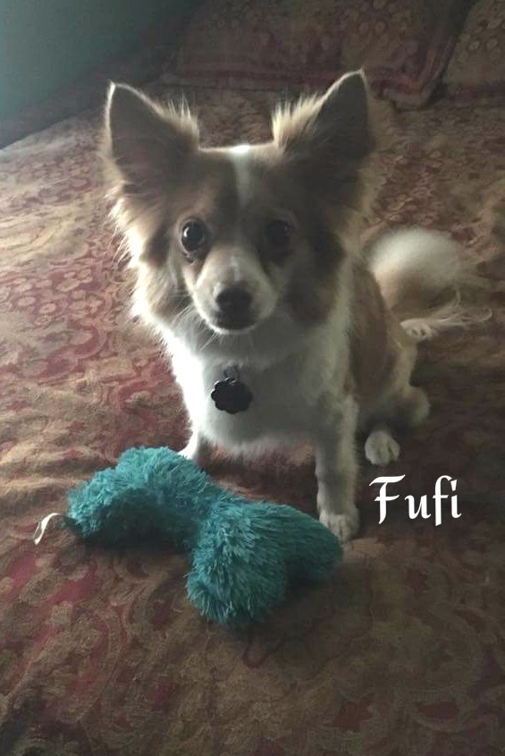 Suzy & Fufi (Bonded pair who must be adopted together)