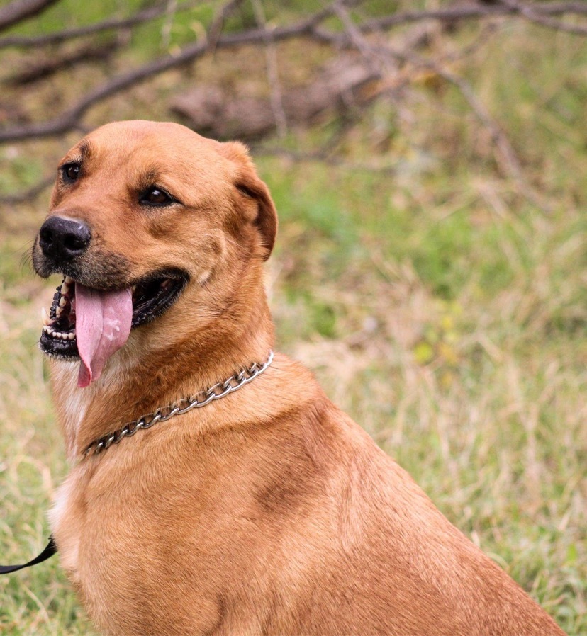 Dollar, an adoptable Labrador Retriever in Henrietta, TX, 76365 | Photo Image 1