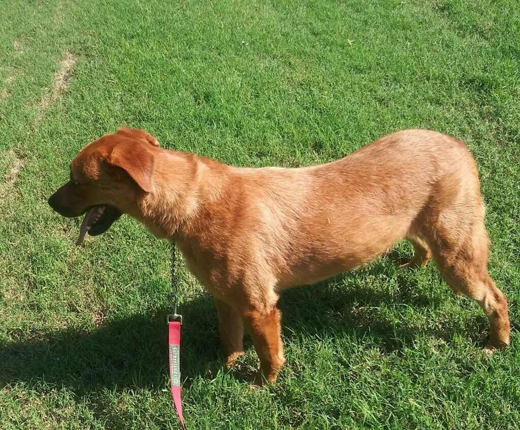 Dollar, an adoptable Labrador Retriever in Henrietta, TX, 76365 | Photo Image 2