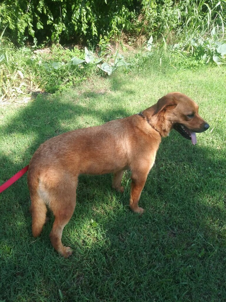 Dollar, an adoptable Labrador Retriever in Henrietta, TX, 76365 | Photo Image 4