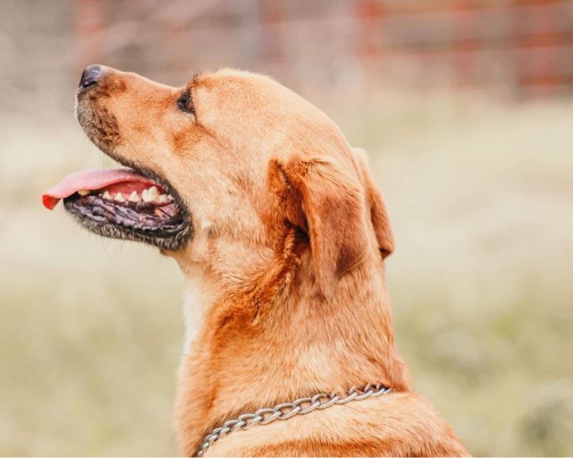 Dollar, an adoptable Labrador Retriever in Henrietta, TX, 76365 | Photo Image 5