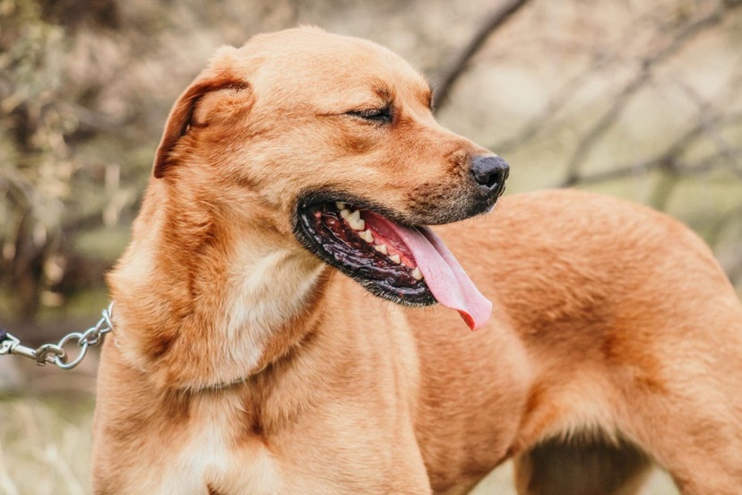 Dollar, an adoptable Labrador Retriever in Henrietta, TX, 76365 | Photo Image 6
