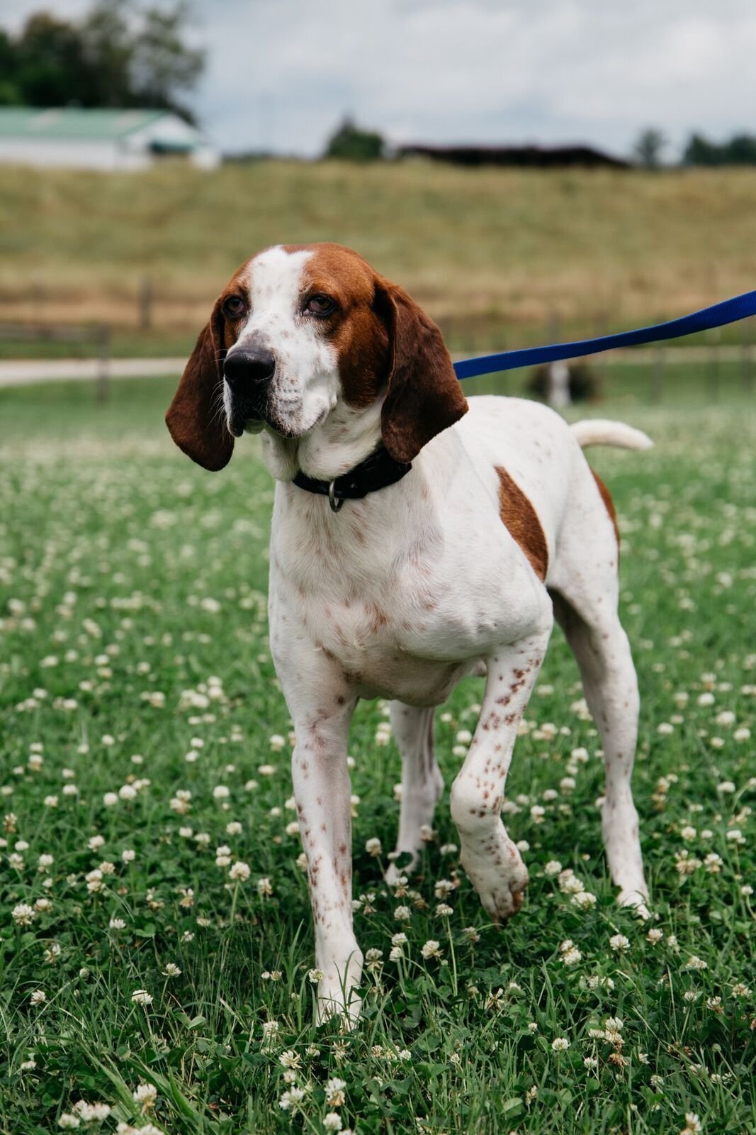 Richard, an adoptable English Coonhound in Pacolet, SC, 29372 | Photo Image 1