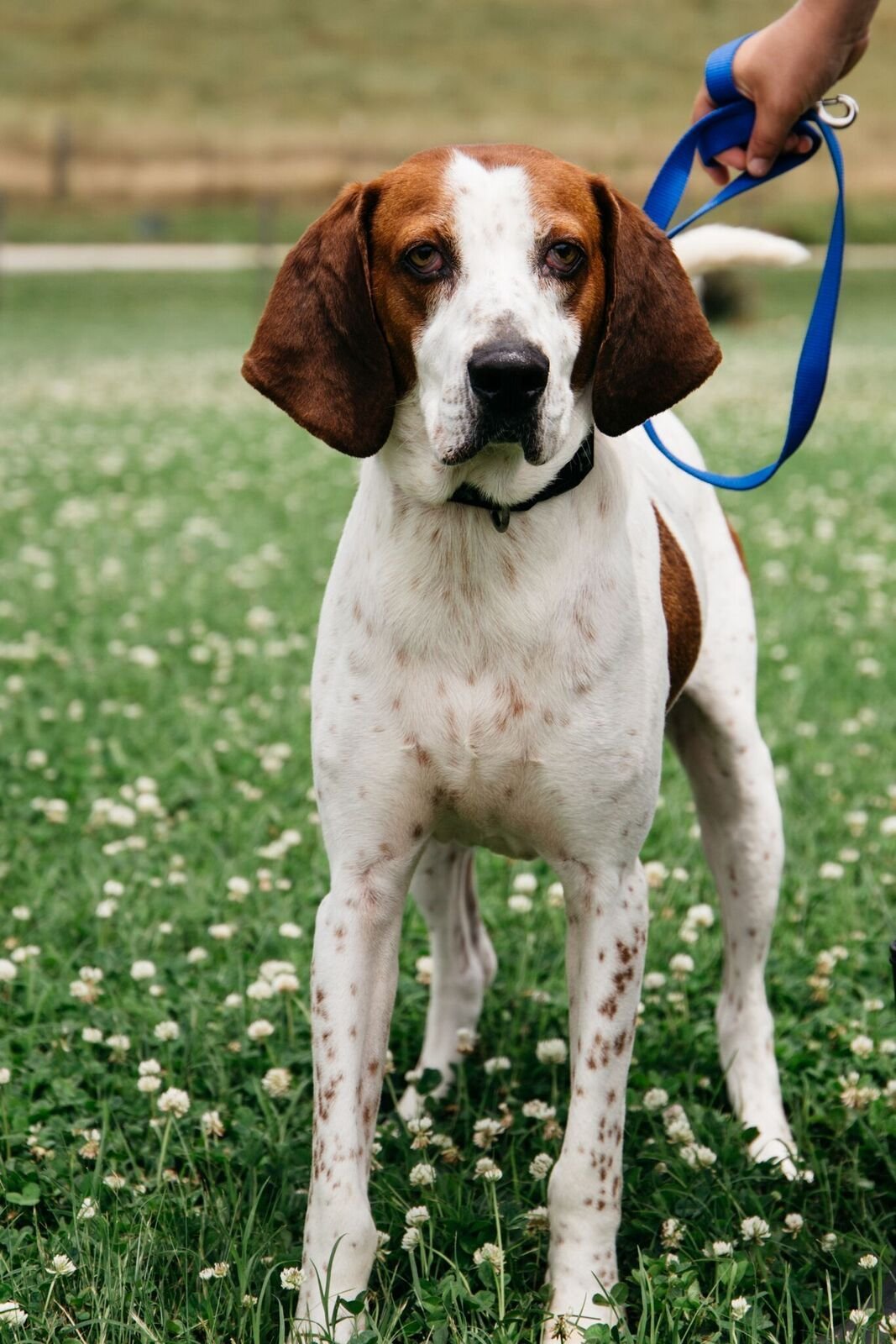 Richard, an adoptable English Coonhound in Pacolet, SC, 29372 | Photo Image 2