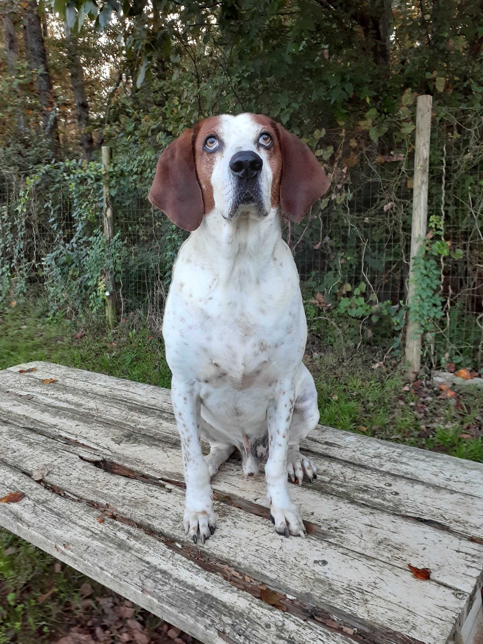 Richard, an adoptable English Coonhound in Pacolet, SC, 29372 | Photo Image 3