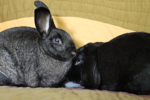 Hayward and Harriet (Union Grove foster home)