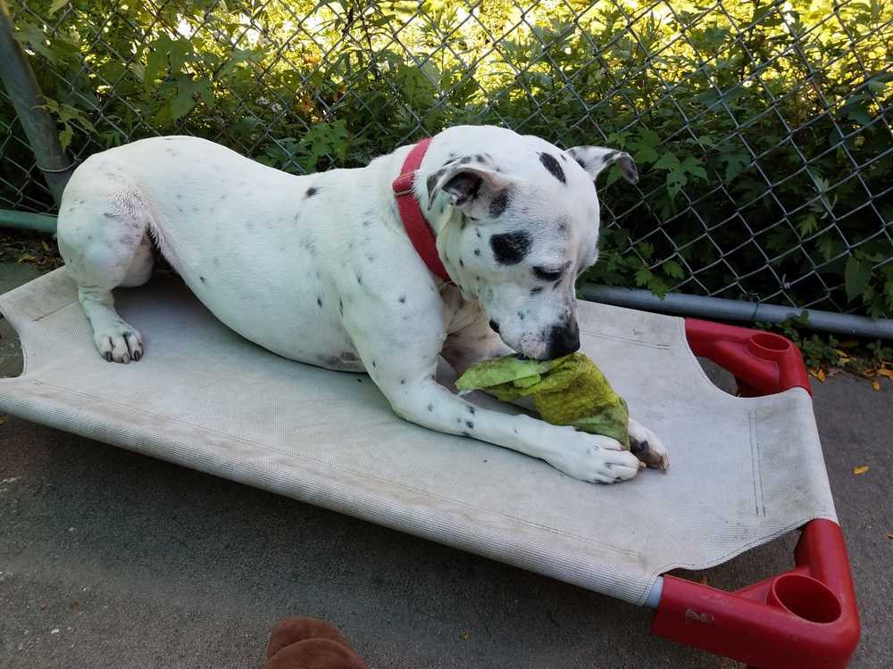 Smores, an adoptable American Staffordshire Terrier, Dalmatian in Elmsford, NY, 10523 | Photo Image 3