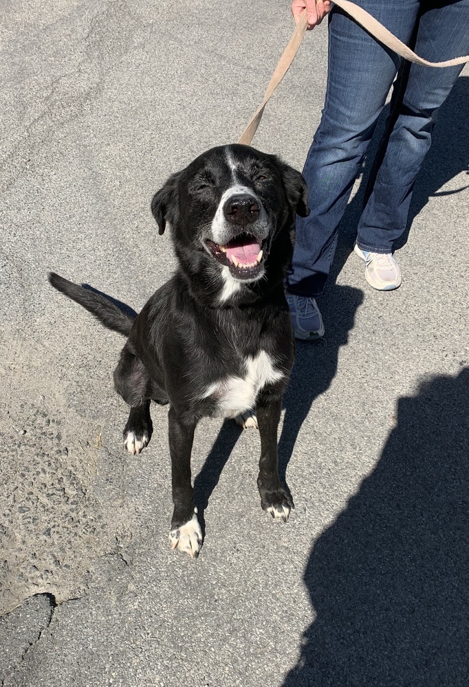 Theo, an adoptable Labrador Retriever, Border Collie in Elmsford, NY, 10523 | Photo Image 1