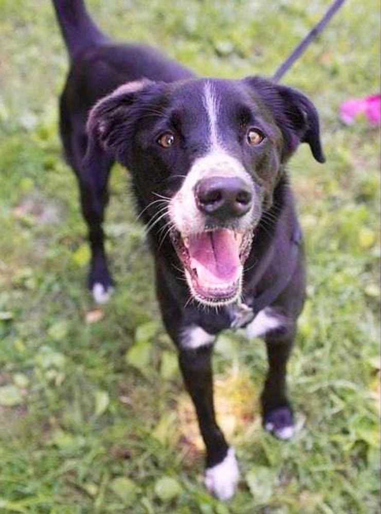 Theo, an adoptable Labrador Retriever, Border Collie in Elmsford, NY, 10523 | Photo Image 2
