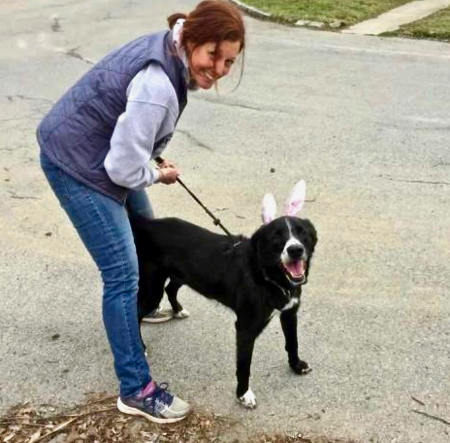 Theo, an adoptable Labrador Retriever, Border Collie in Elmsford, NY, 10523 | Photo Image 3