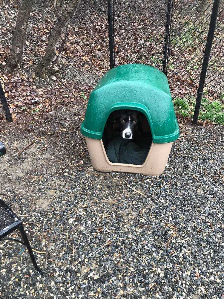 Theo, an adoptable Labrador Retriever, Border Collie in Elmsford, NY, 10523 | Photo Image 4