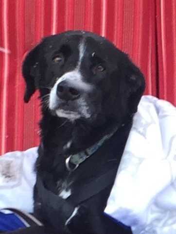 Theo, an adoptable Labrador Retriever, Border Collie in Elmsford, NY, 10523 | Photo Image 5