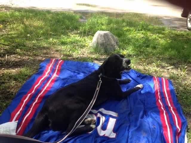 Theo, an adoptable Labrador Retriever, Border Collie in Elmsford, NY, 10523 | Photo Image 6