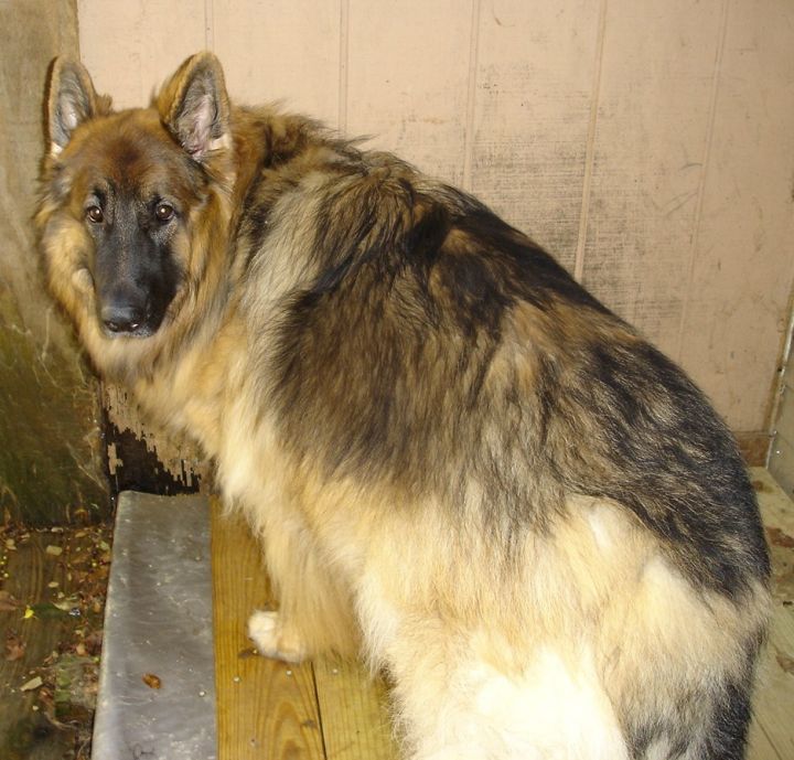 Many GSD's available 1