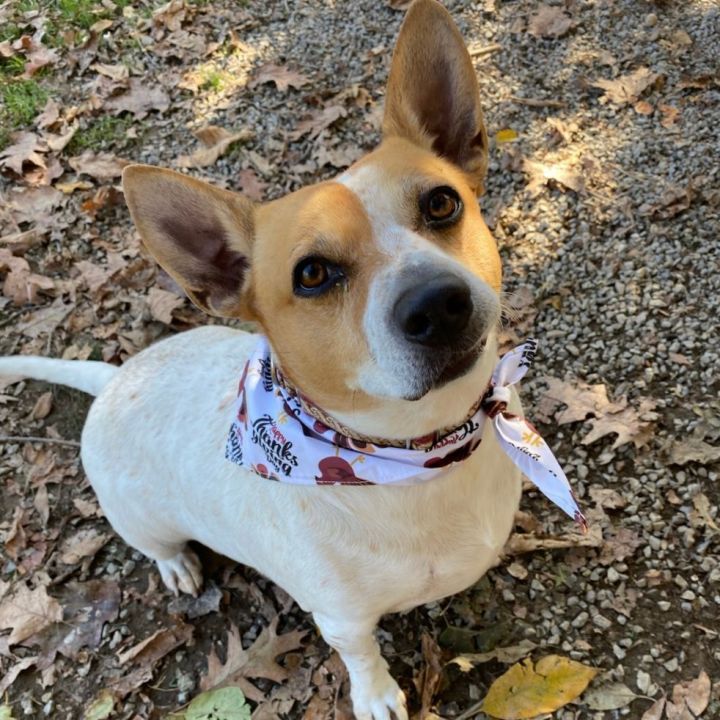 red heeler jack russell mix puppy