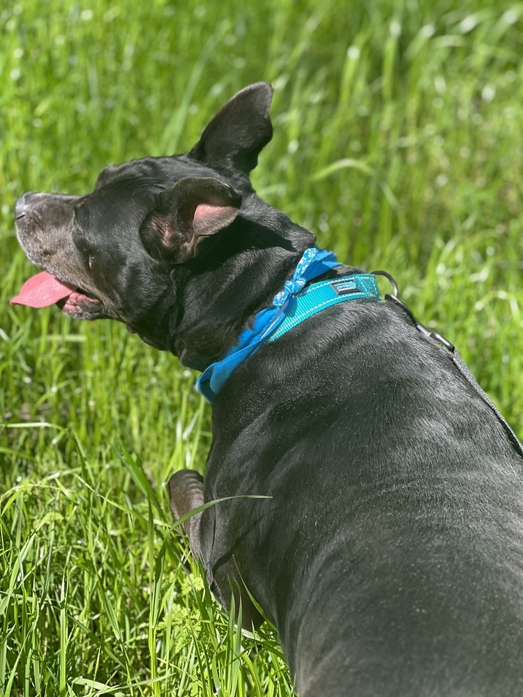 Ruffles (In Foster Home - Please call 334-508-2367 to make appt to meet), an adoptable Pit Bull Terrier, Labrador Retriever in Troy, AL, 36081 | Photo Image 1