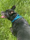 Ruffles (In Foster Home - Please call 334-508-2367 to make appt to meet) photo 1