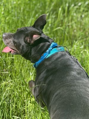 Ruffles (In Foster Home - Please call 334-508-2367 to make appt to meet), Adult Female unknown