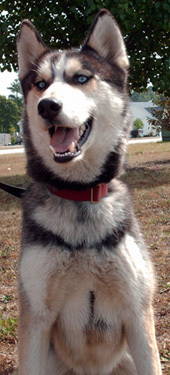  Dog for adoption Biggs LOST a Siberian Husky in 