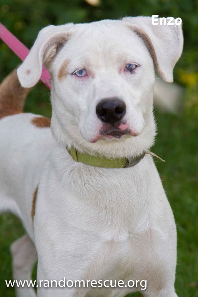 Enzo