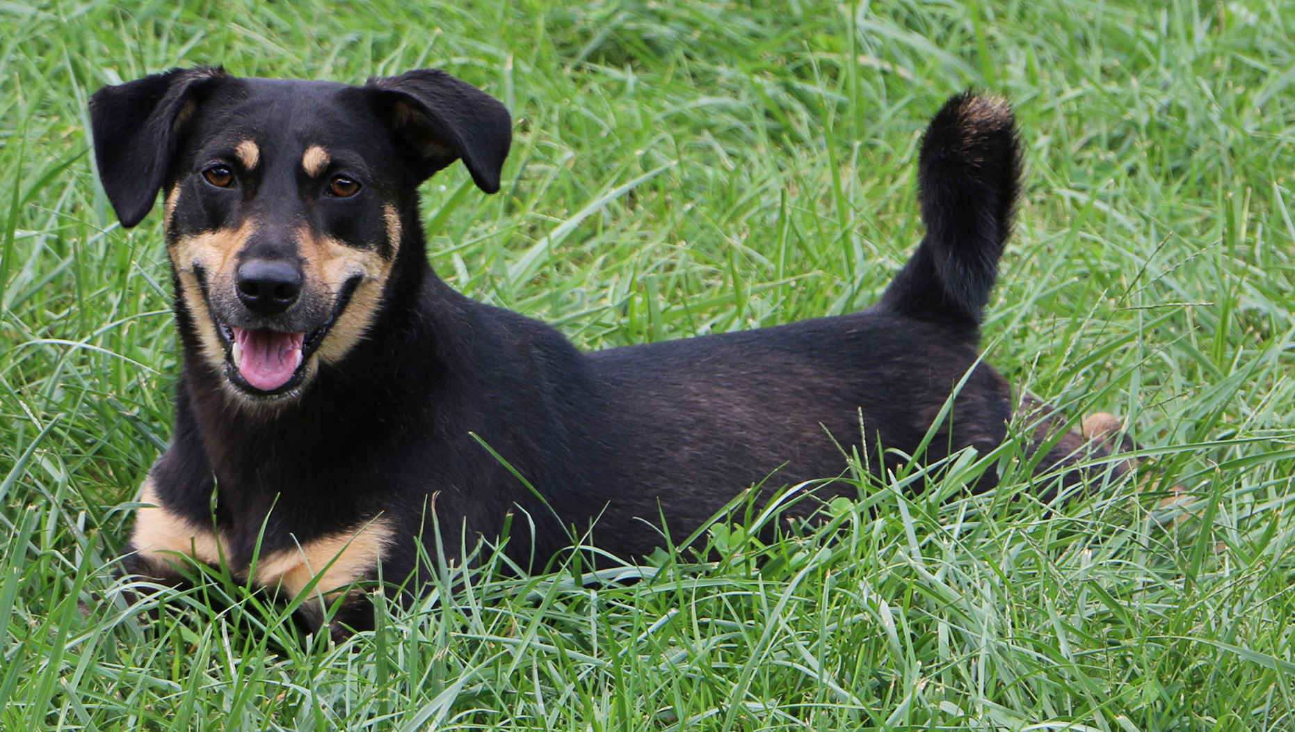 Bell (aka Tina), an adoptable Terrier, Mixed Breed in Charles Town, WV, 25414 | Photo Image 2