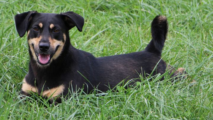 Bell (aka Tina), an adoptable Terrier Mix in Charles Town, WV_image-2