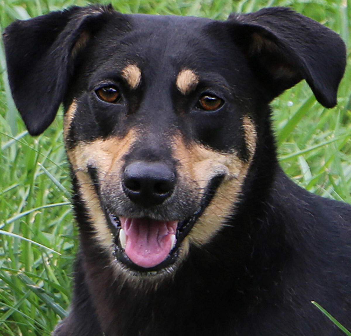 Bell (aka Tina), an adoptable Terrier, Mixed Breed in Charles Town, WV, 25414 | Photo Image 1