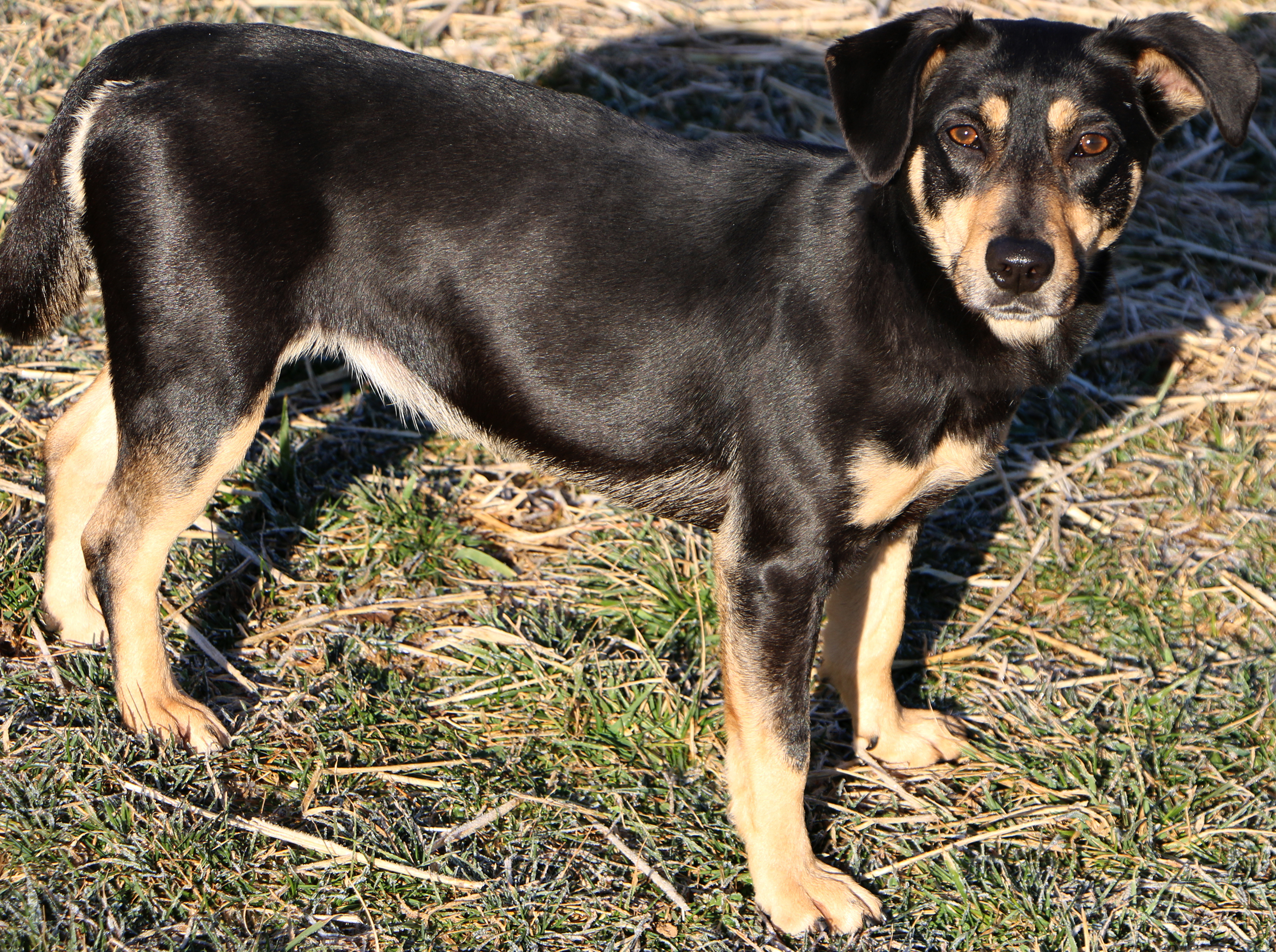 Bell (aka Tina), an adoptable Terrier, Mixed Breed in Charles Town, WV, 25414 | Photo Image 3